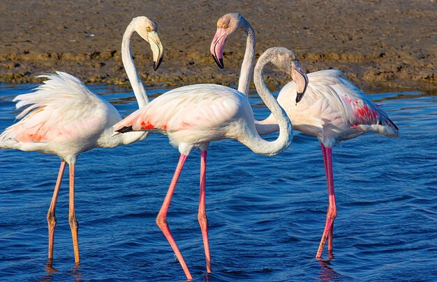 Mooie roze flamingo's die rond de lagune lopen en op zoek zijn naar voedsel