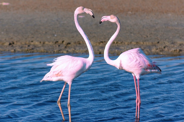 Mooie roze flamingo's die rond de lagune lopen en op zoek zijn naar voedsel