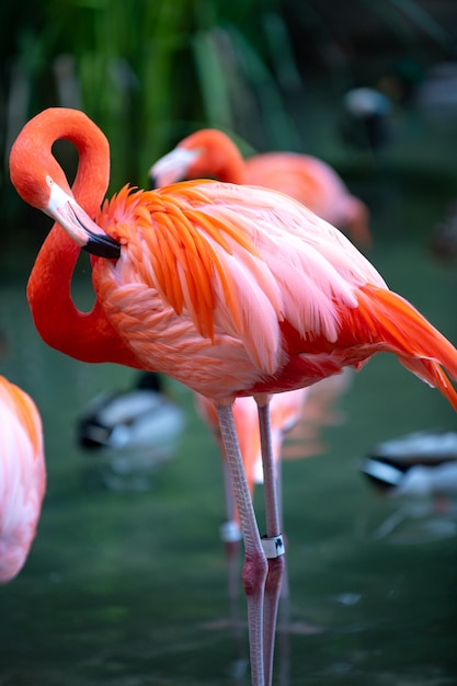 Mooie roze flamingo Zwerm roze flamingo's in een vijver Flamingo's of flamingo's zijn een soort waadvogel in het geslacht Phoenicopterus