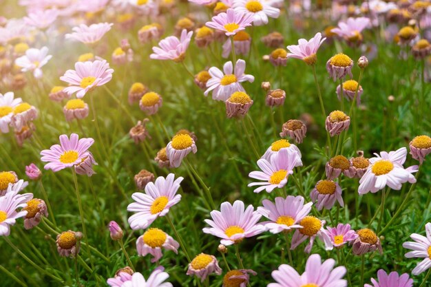 Mooie roze flora bloeit bloemenplant met groen gras in helder zonlicht zomer kleurrijke natuur veld fris buiten park en tuin met zonsondergang landschap
