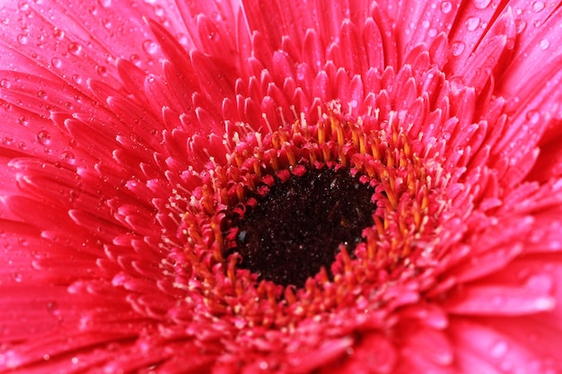 Mooie roze gerbera bloem close-up