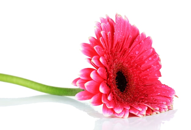 Mooie roze gerbera bloem geïsoleerd op wit