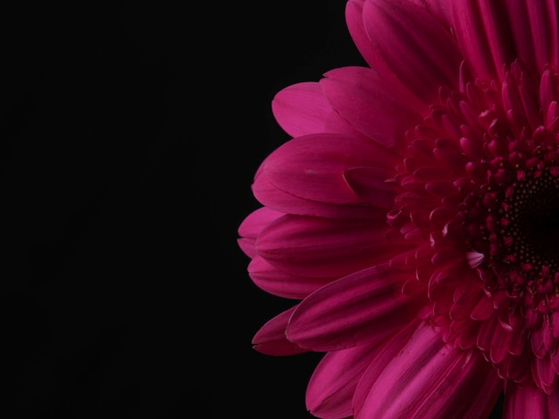 Mooie roze gerbera madeliefjebloem