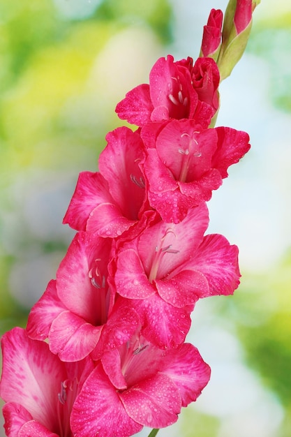 Mooie roze gladiolen, op groene achtergrond