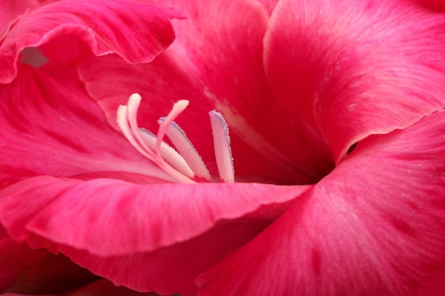 Mooie roze gladiool, close-up