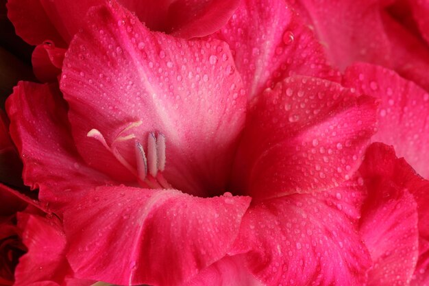 Mooie roze gladiool, close-up