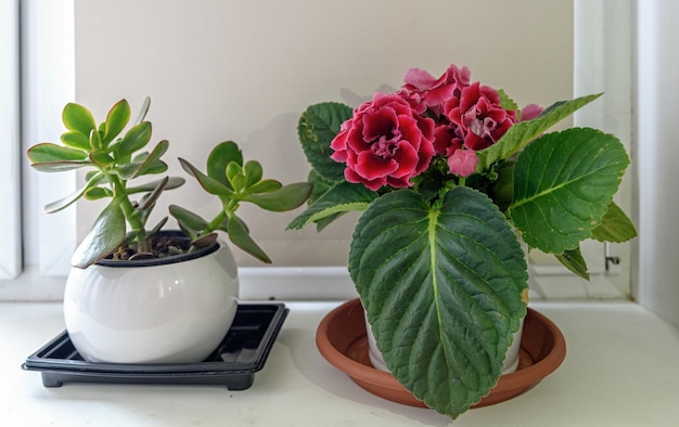 Foto mooie roze gloxinia met brede groene bladeren op een witte vensterbank.