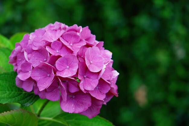 Mooie roze hortensia bloem in de zomertuin