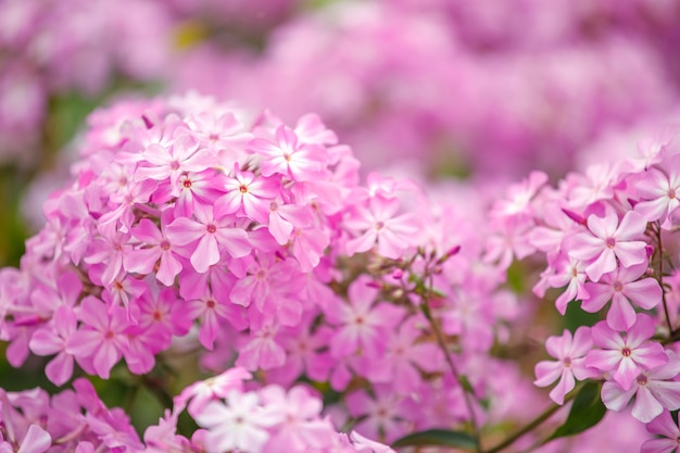 Mooie roze hortensia bloemen in de tuin