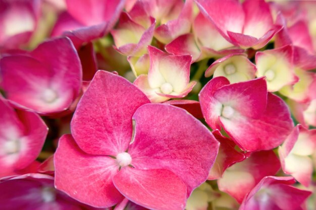 Mooie roze hortensia in een regenachtige dag Bloem in bloei