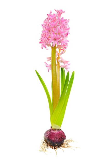 Mooie roze hyacintenbloem