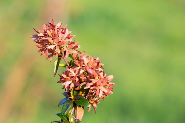 Mooie roze jungle geranium spike bloem koning ixora bloeiende ixora chinensis rubiaceae bloem