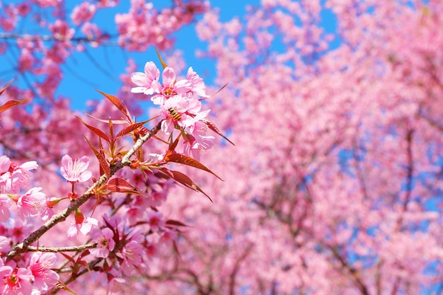 Mooie roze kersenbloesem in de lente. Sakura roze bloem met aardachtergrond.