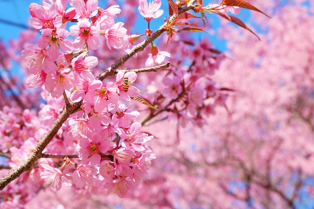 Mooie roze kersenbloesem in de lente