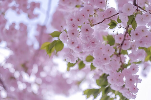 Mooie roze kersenbloesem of sakura die in de tuin bloeien