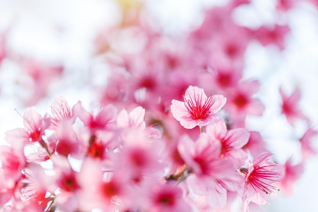 Mooie roze kersenbloesem op natuur achtergrond Sakura bloem bloeien