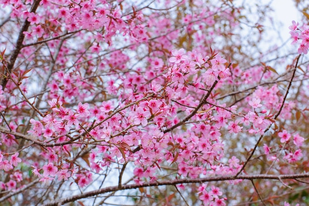 Mooie roze kersenbloesem (Sakura) bloem bij volle bloei