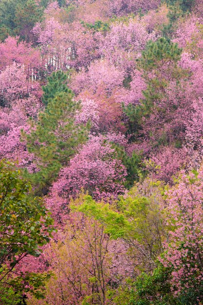 Mooie roze kersenbloesem