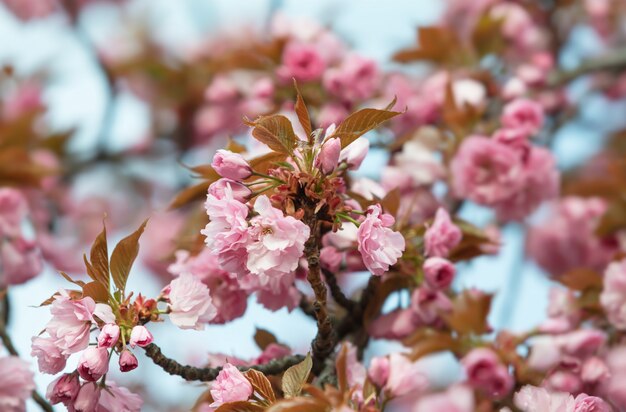 Mooie roze kersenbloesems