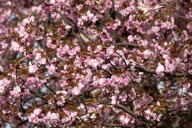 Mooie roze kersenbloesems