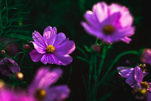 Mooie roze kosmosbloem die in de tuin bloeien.