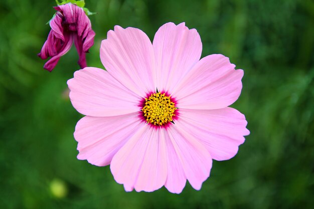 Mooie roze kosmosbloem die in de tuin bloeit