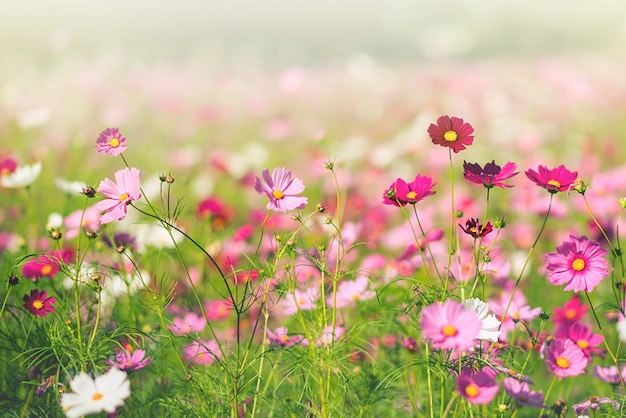 Mooie roze kosmosbloem met blauwe hemelachtergrond.