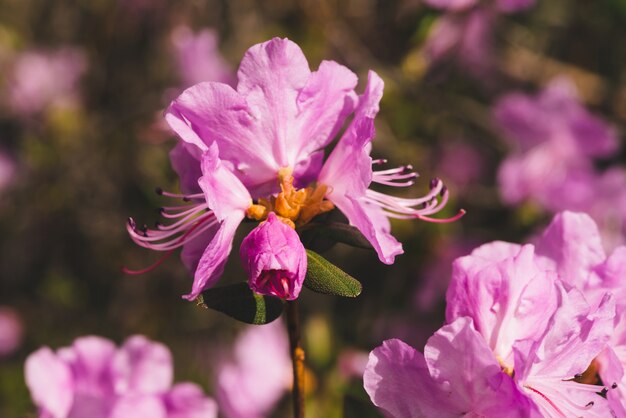 Mooie roze Ledum bloeit van dichtbij