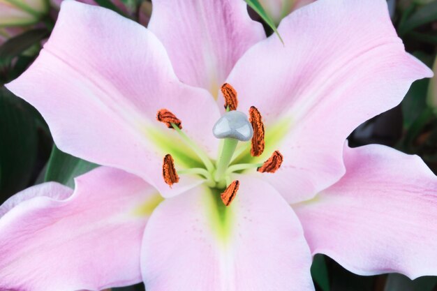 Foto mooie roze lelie bloem close-up zachte focus