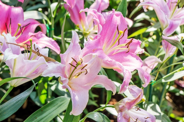 Mooie roze lelie in de tuin.