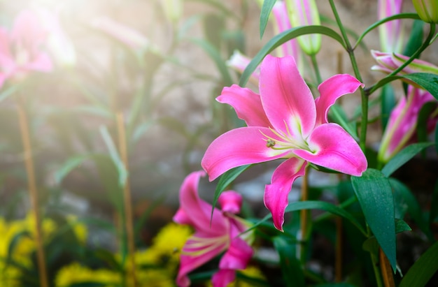 Mooie roze lilly bloem in de tuin,