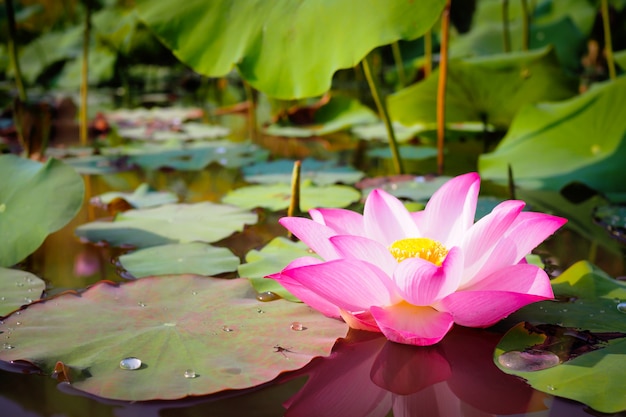 Mooie roze Lotus-bloem in aard voor backgroundv