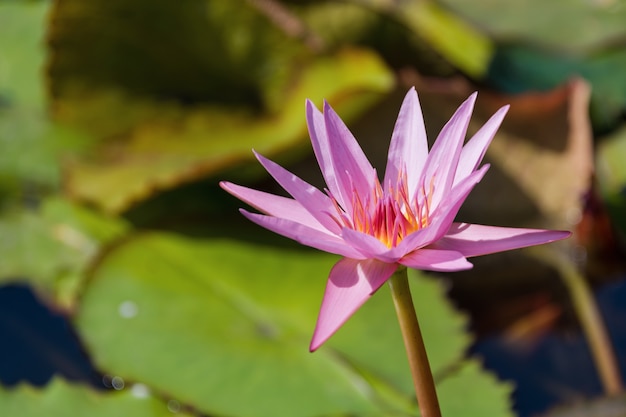 Mooie roze lotus of waterlelie bloem met groen blad in de vijver.