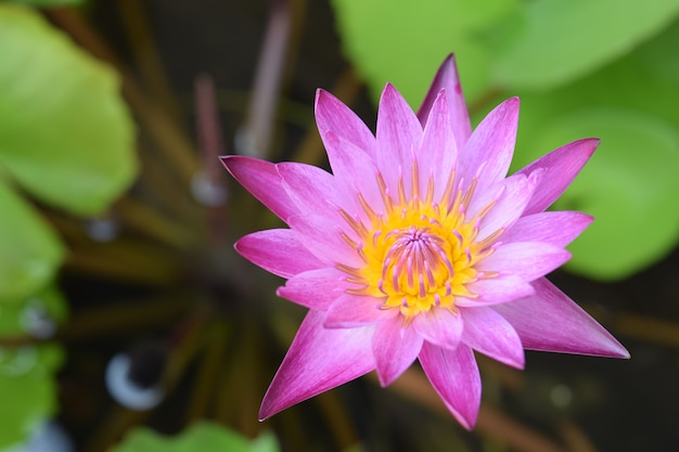 Mooie roze lotusbloem in pond hoogste mening