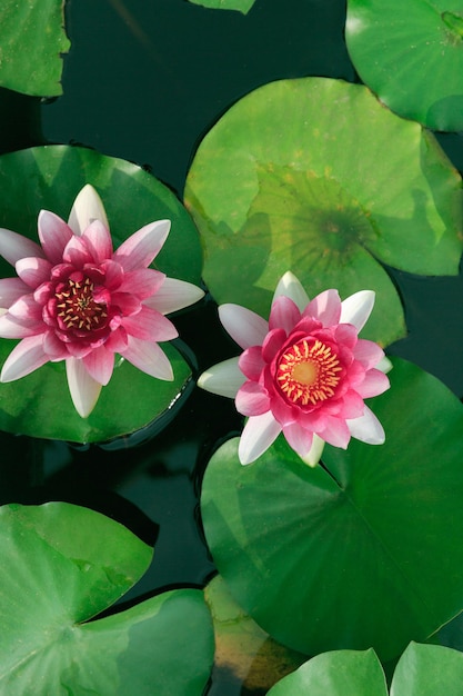 Mooie roze lotusbloem met bladeren