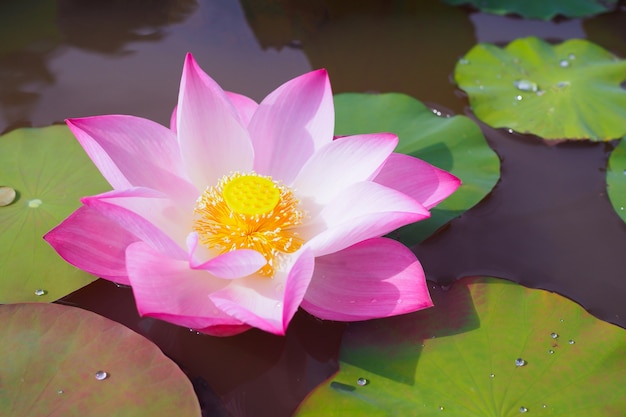 Mooie roze lotusbloem met groene bladeren in de vijveraard voor achtergrond