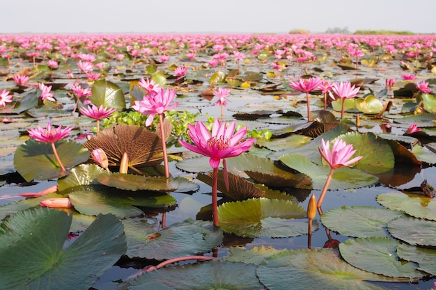 Mooie roze lotusbloembloem in aard met zonsopgang voor achtergrond