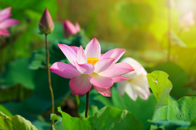 Mooie roze lotusbloembloem in bloei