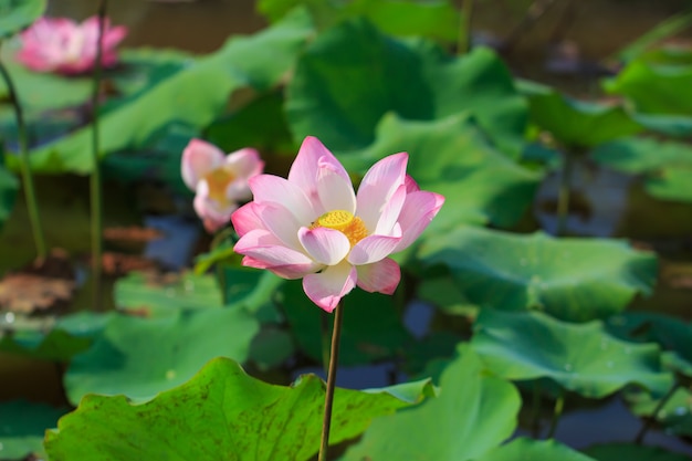 Mooie roze lotusbloembloem in bloei