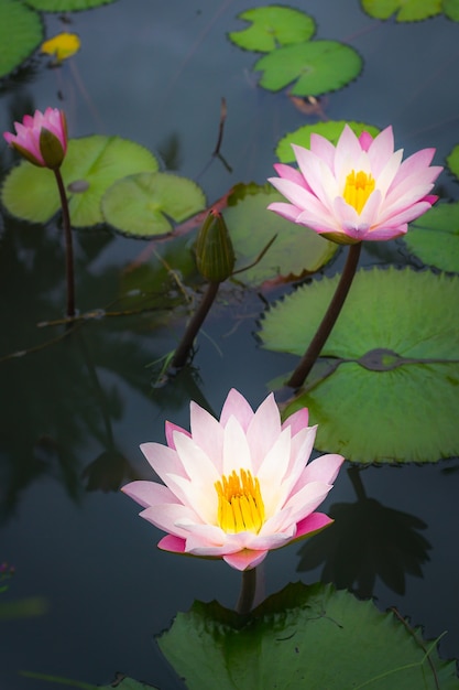 Mooie roze lotusbloembloem met groen blad.