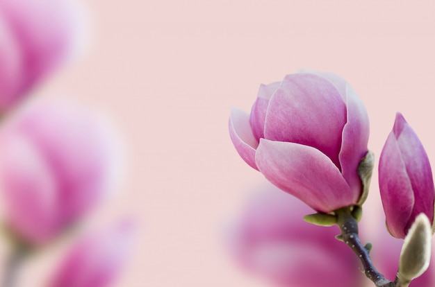 Mooie roze magnolia bloem bloeien.