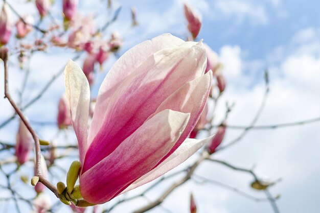 Mooie roze magnoliabloemen op boomtak over hemel Bloeiende magnoliaboom in de lentetijd