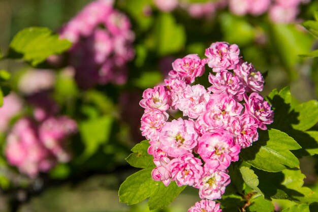 Mooie roze meidoorn bloesem close-up