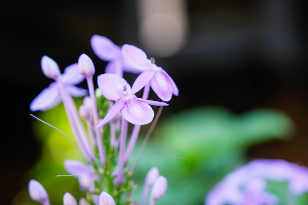 Mooie roze naald bloem in de tuin