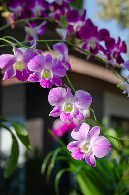 Foto mooie roze orchidee bloemen close-up