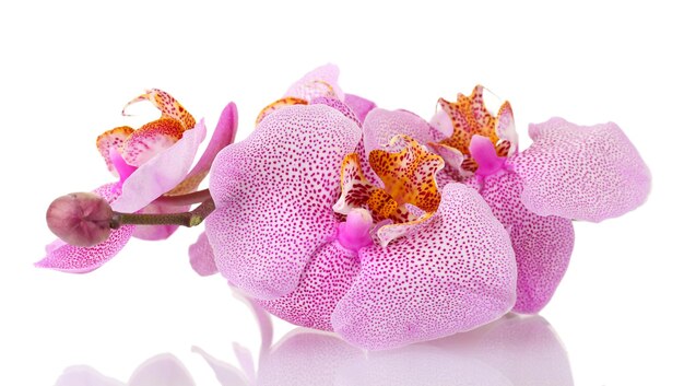 Mooie roze orchidee die op wit wordt geïsoleerd