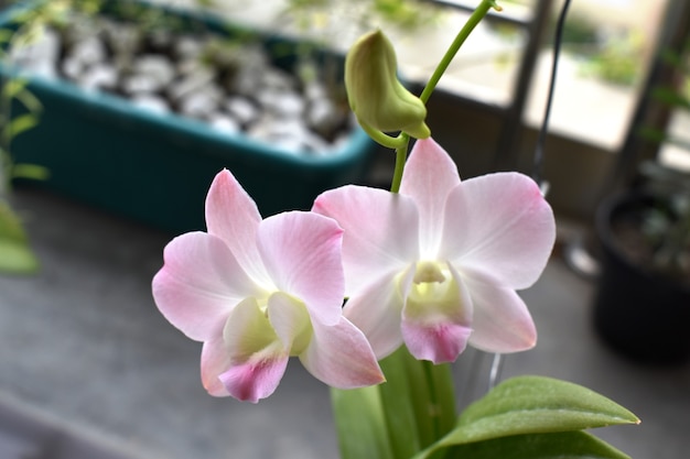 Mooie roze orchidee in tuin dendrobium luchtige perzik is divers van orchidee uit Azië