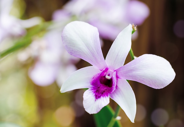 Mooie roze orchidee