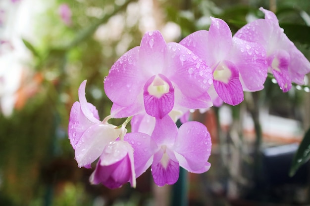 Mooie roze orchideeën met regendruppels