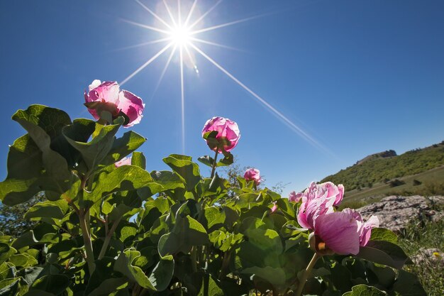 Mooie roze pioen onder felle zon en blauwe lucht